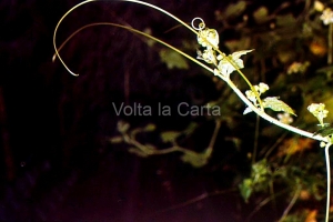 Adattamento all'ambiente