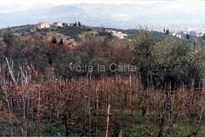 Dalla raccolta delle olive alla produzione dell'olio