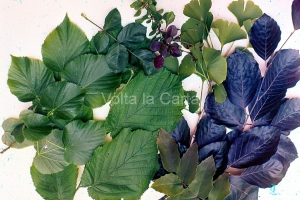 Foglie